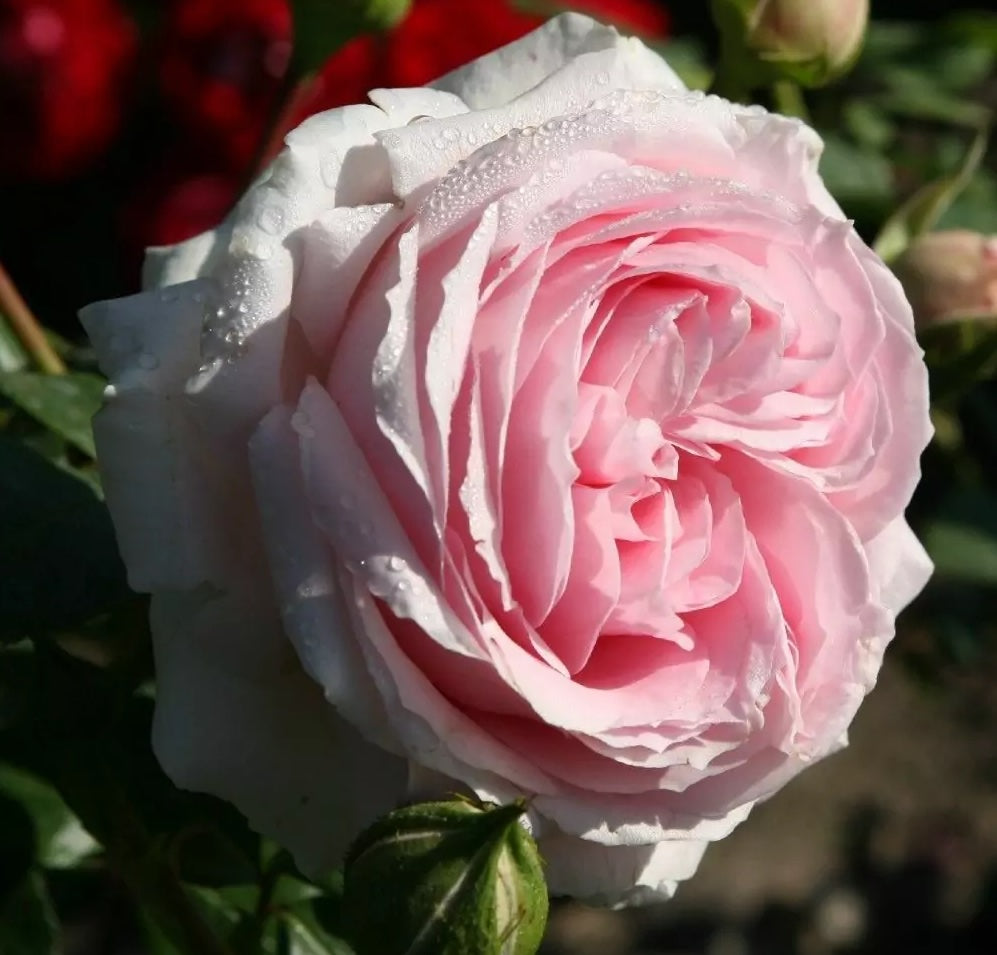 Roze Wellenspiel®