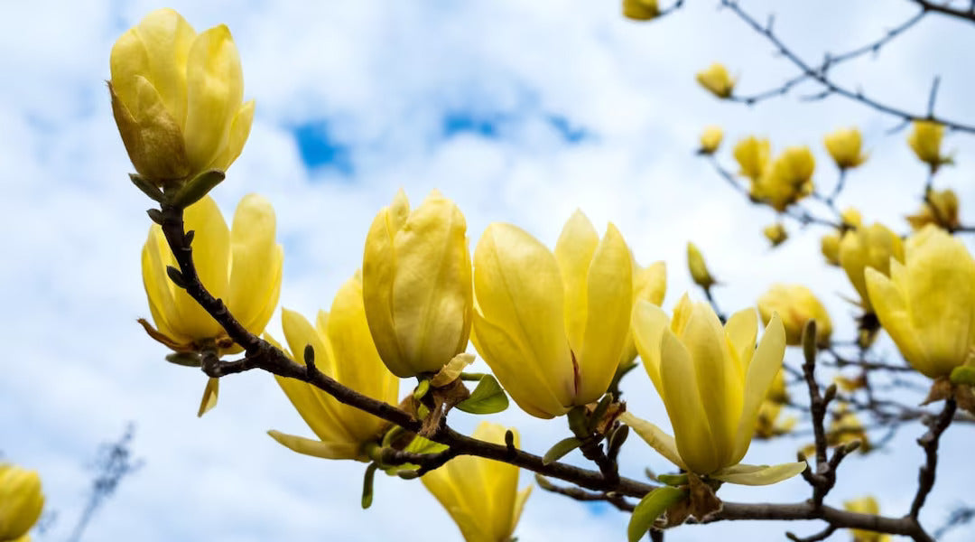 Magnolija 'Yellow Bird'
