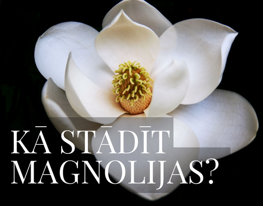 Kā stādīt magnolijas?