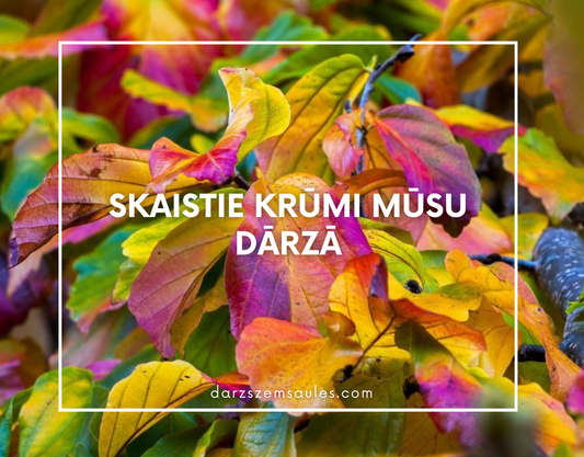 Skaistie krūmi mūsu dārzā