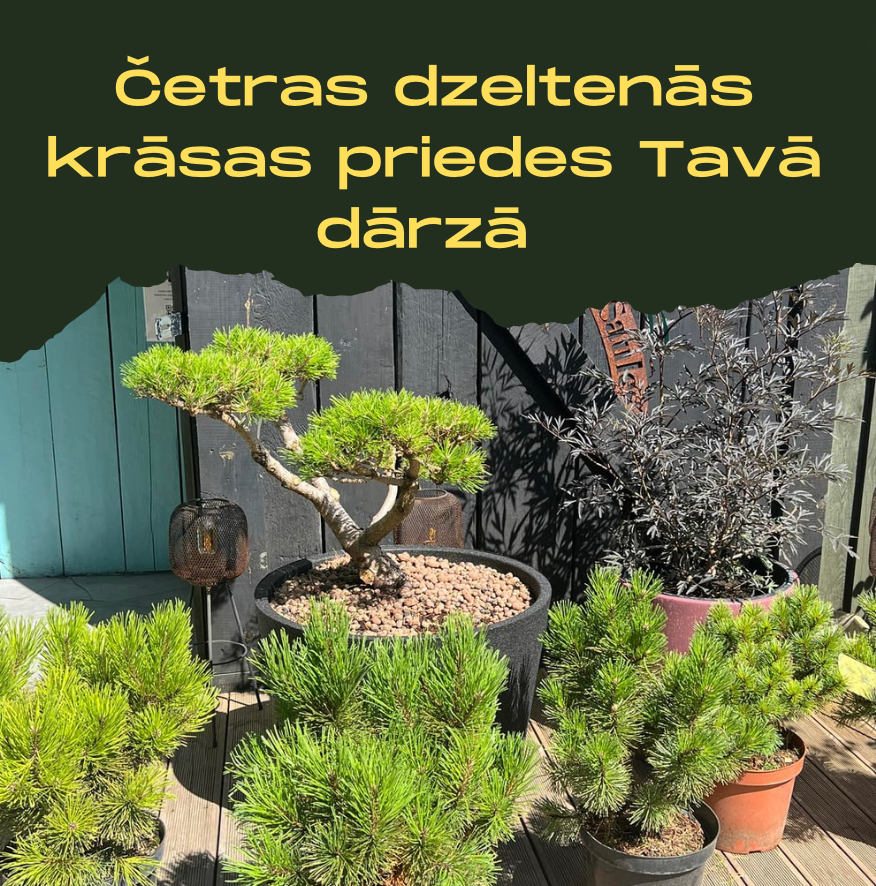 Četras dzeltenās krāsas priedes Tavā dārzā - kopīgais un atšķirīgais!