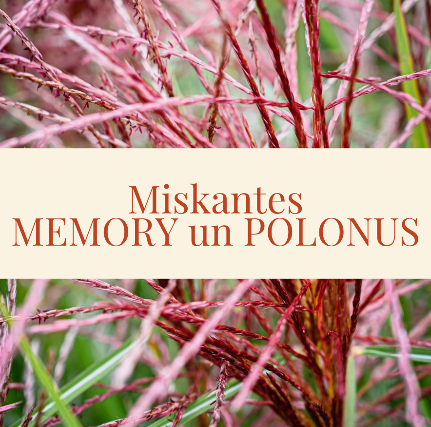 Miskantes MEMORY un POLONUS (miscanthus)