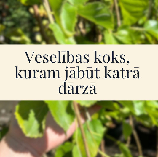 Veselības koks, kuram jābūt katrā dārzā- baltais zīdkoks, jeb Morus Alba