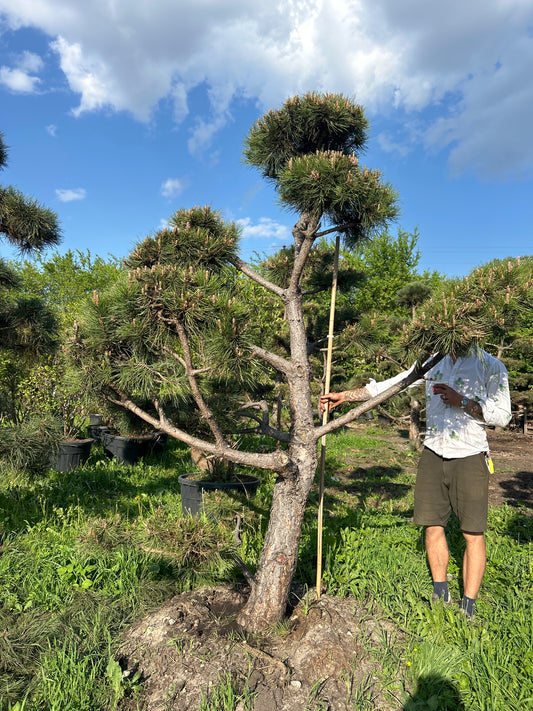 Pinus Nigra Bonsai-Niwaki 2.5x2m