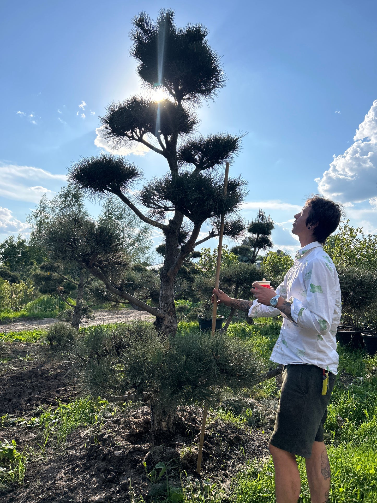 Pinus Nigra Bonsai-Niwaki 3.5x2.4m