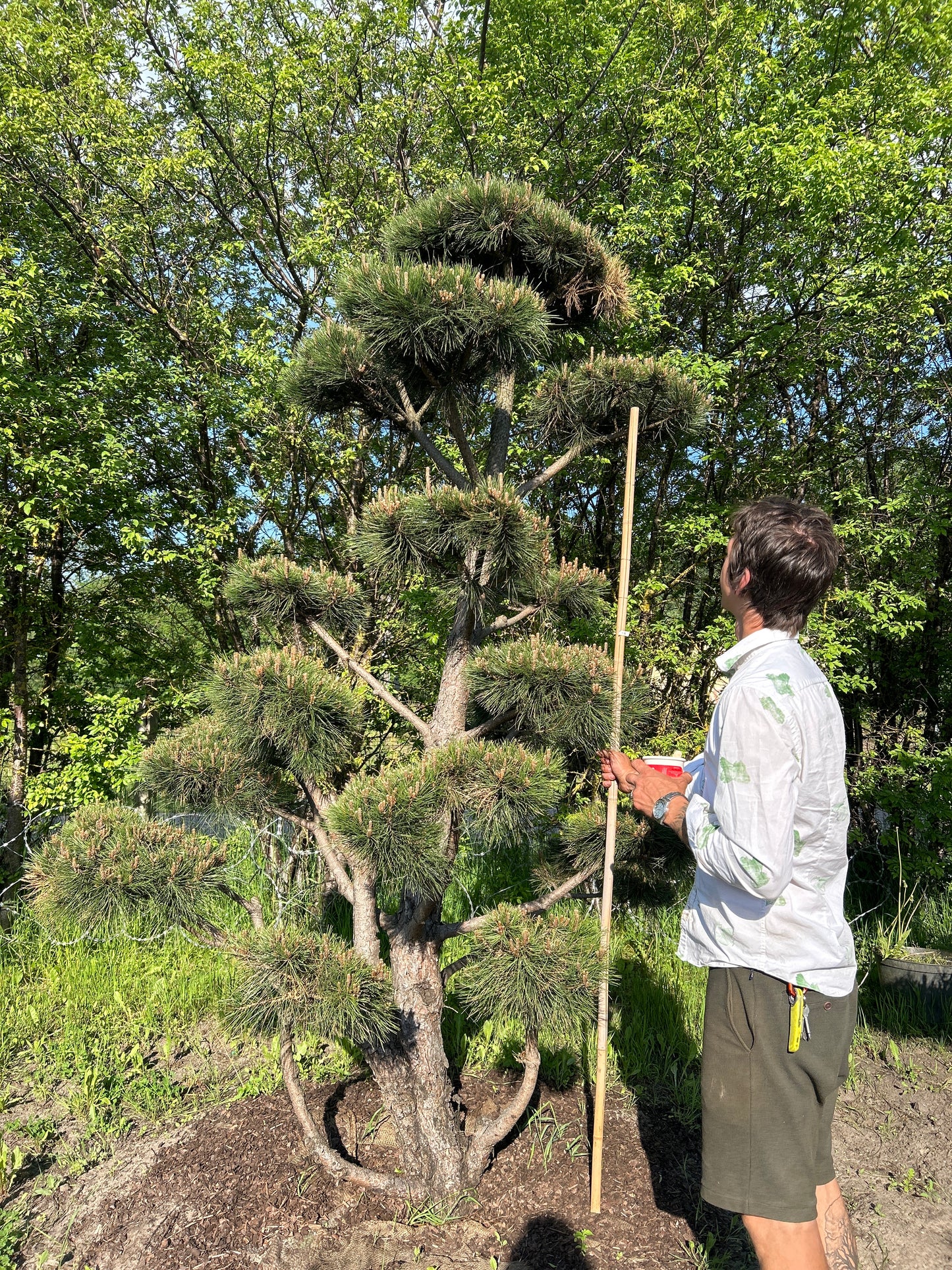 Pinus Nigra Bonsai-Niwaki 2.5x2m