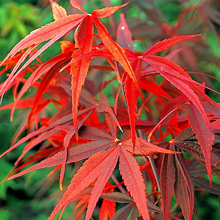 Japānas kļava 'Red Pygmy'