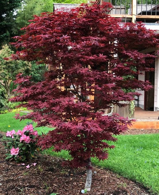 Japānas kļava 'Twombly's Red Sentinel'