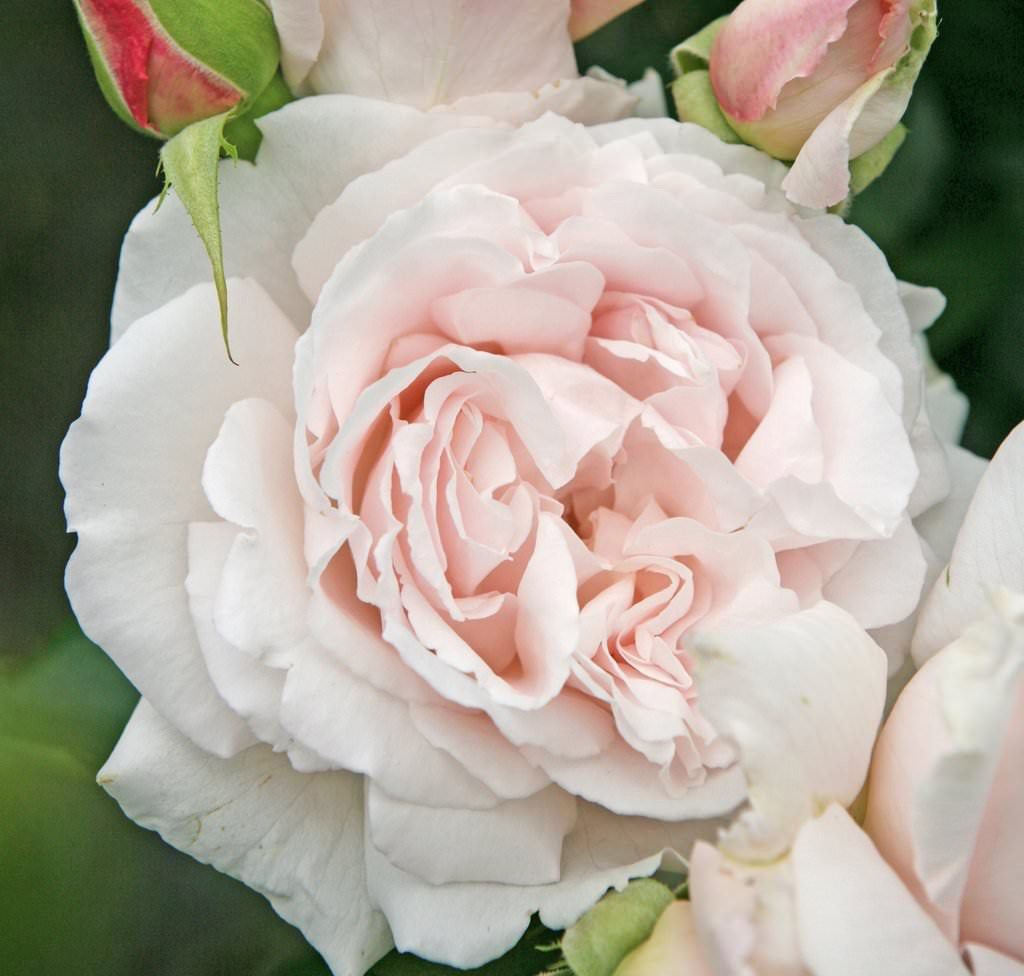 Roze 'Constanze Mozart'