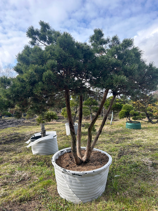 Pinus sylvestris 'Watereri' Bonsai-Niwaki 2x1.6m