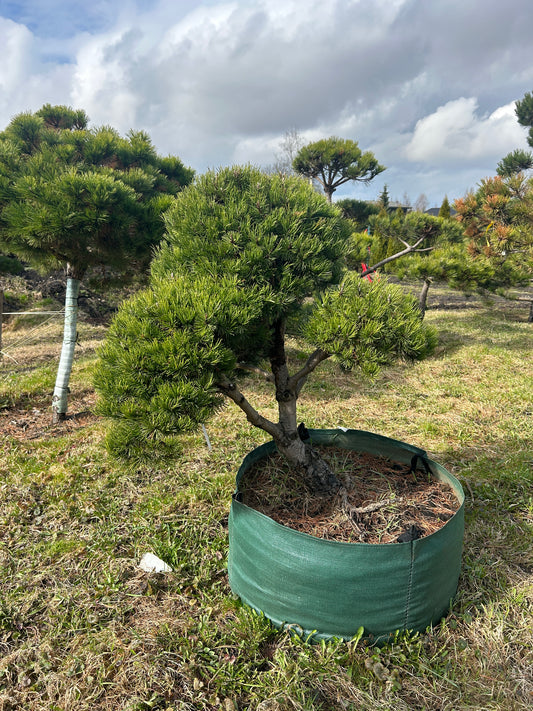 Bonsai | Niwaki | Kalnu priede