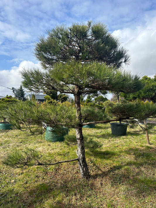 Bonsai | Niwaki | Melnā priede