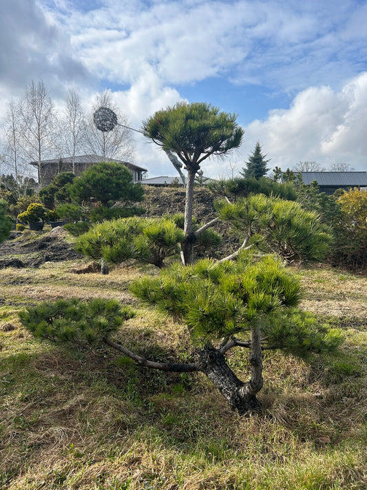 Pinus Nigra 2.6x2.2m