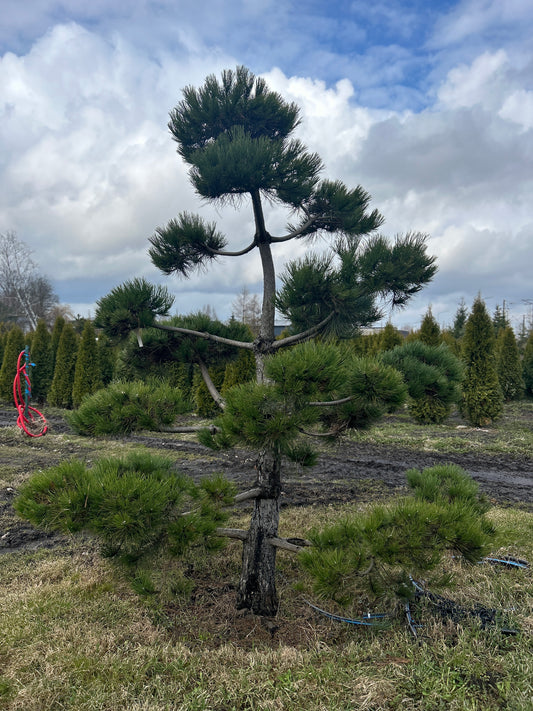 Pinus Nigra 3.2x3m