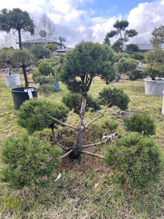 Pinus Mugo ''Gnom''  1.4x1.7m