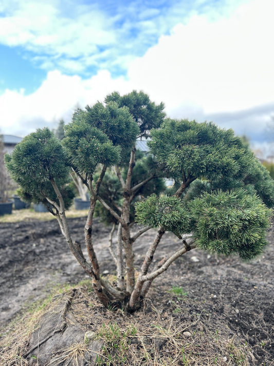 Pinus sylvestris 'Watereri' Bonsai-Niwaki 1.7x2.2m
