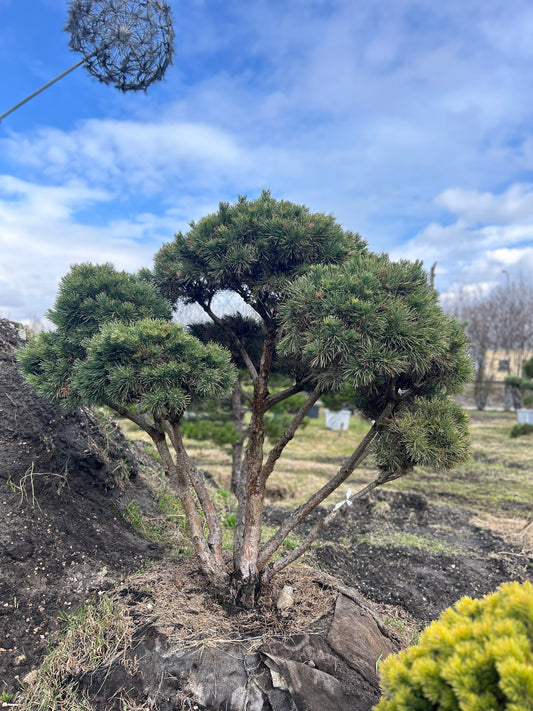 Pinus sylvestris 'Watereri' Bonsai-Niwaki 1.7x1.7m (2.)