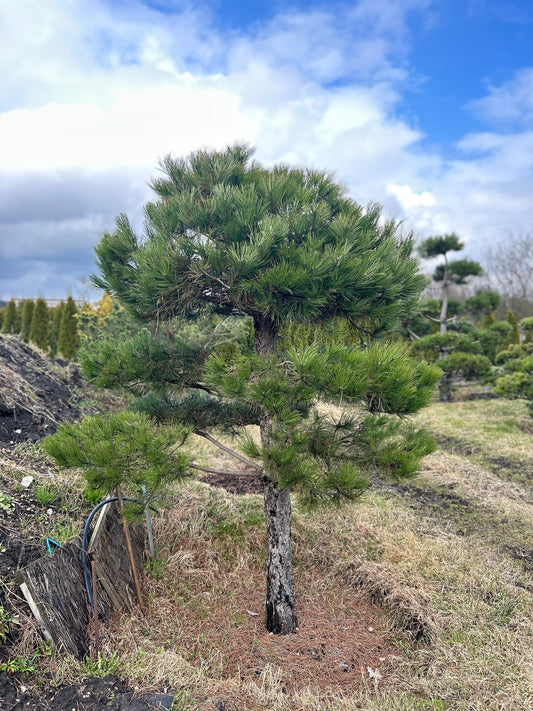 Pinus sylvestris 'Watereri' Bonsai-Niwaki 1.8x1.7m