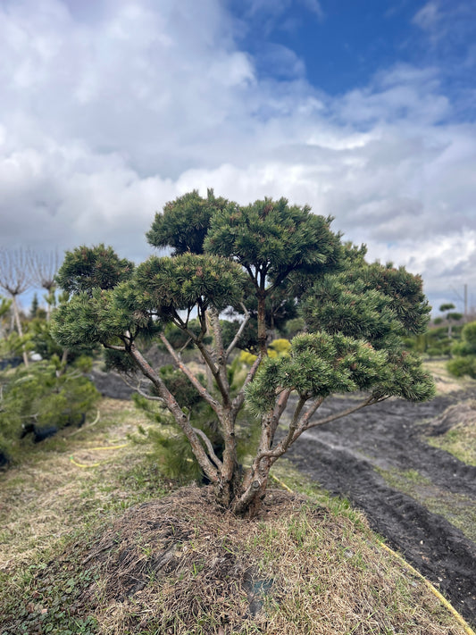 Pinus sylvestris 'Watereri' Bonsai-Niwaki 1.8x2.1m