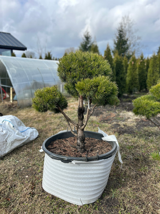 Pinus mugo ''Mughus'' 1x0.9m