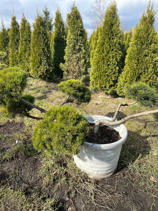 Pinus mugo ''Mughus'' 0.8x2.2m