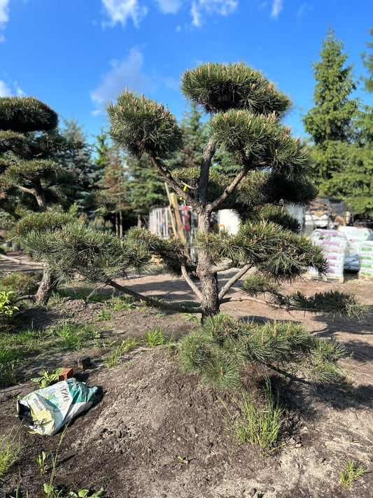 Pinus Nigra Bonsai-Niwaki 2.2x1.6m