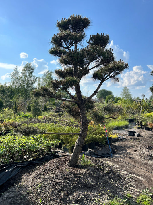 Pinus Nigra Bonsai-Niwaki 2.6x1.9m
