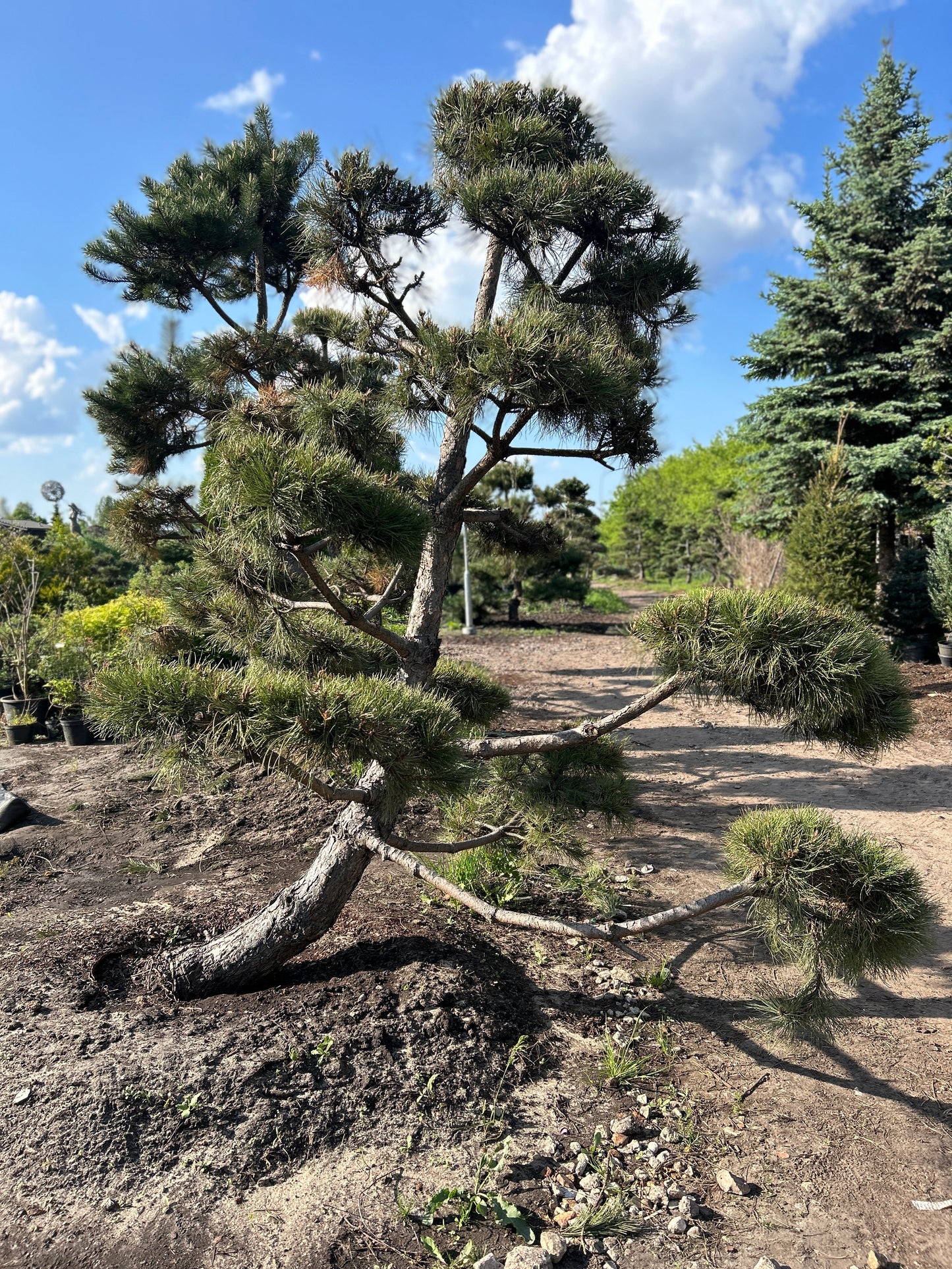 Pinus Nigra Bonsai-Niwaki 2.6x2.4m