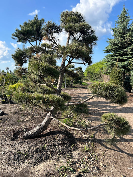 Pinus Nigra Bonsai-Niwaki 2.6x2.4m