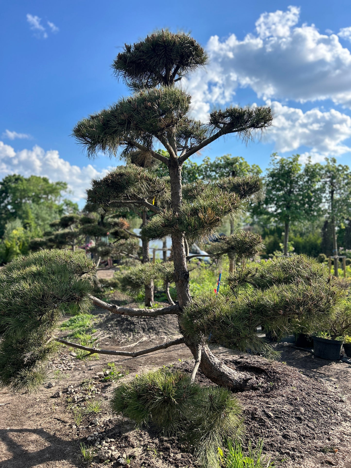 Pinus Nigra Bonsai-Niwaki 2.6x2.4m