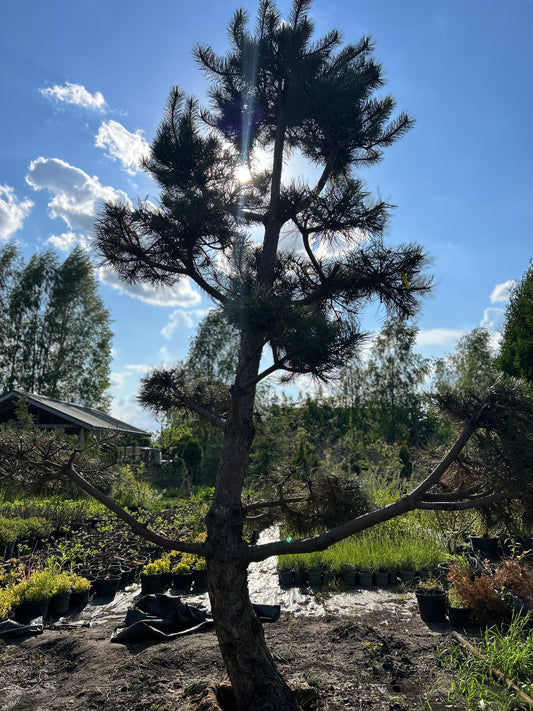 Pinus Nigra Bonsai-Niwaki 3.2x2.2m