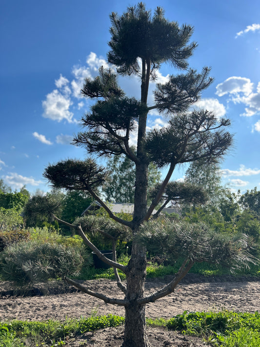 Pinus Nigra Bonsai-Niwaki 3.5x2.2m