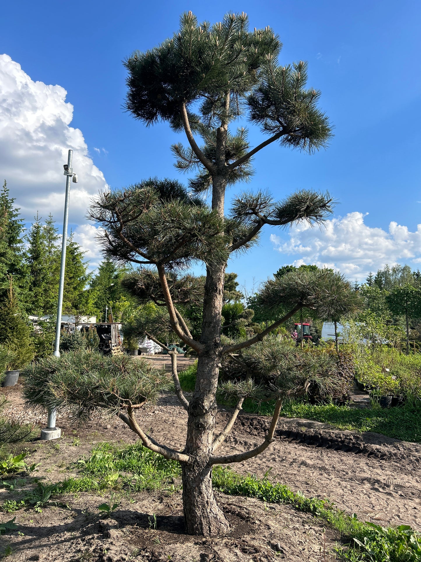 Pinus Nigra Bonsai-Niwaki 3.5x2.2m