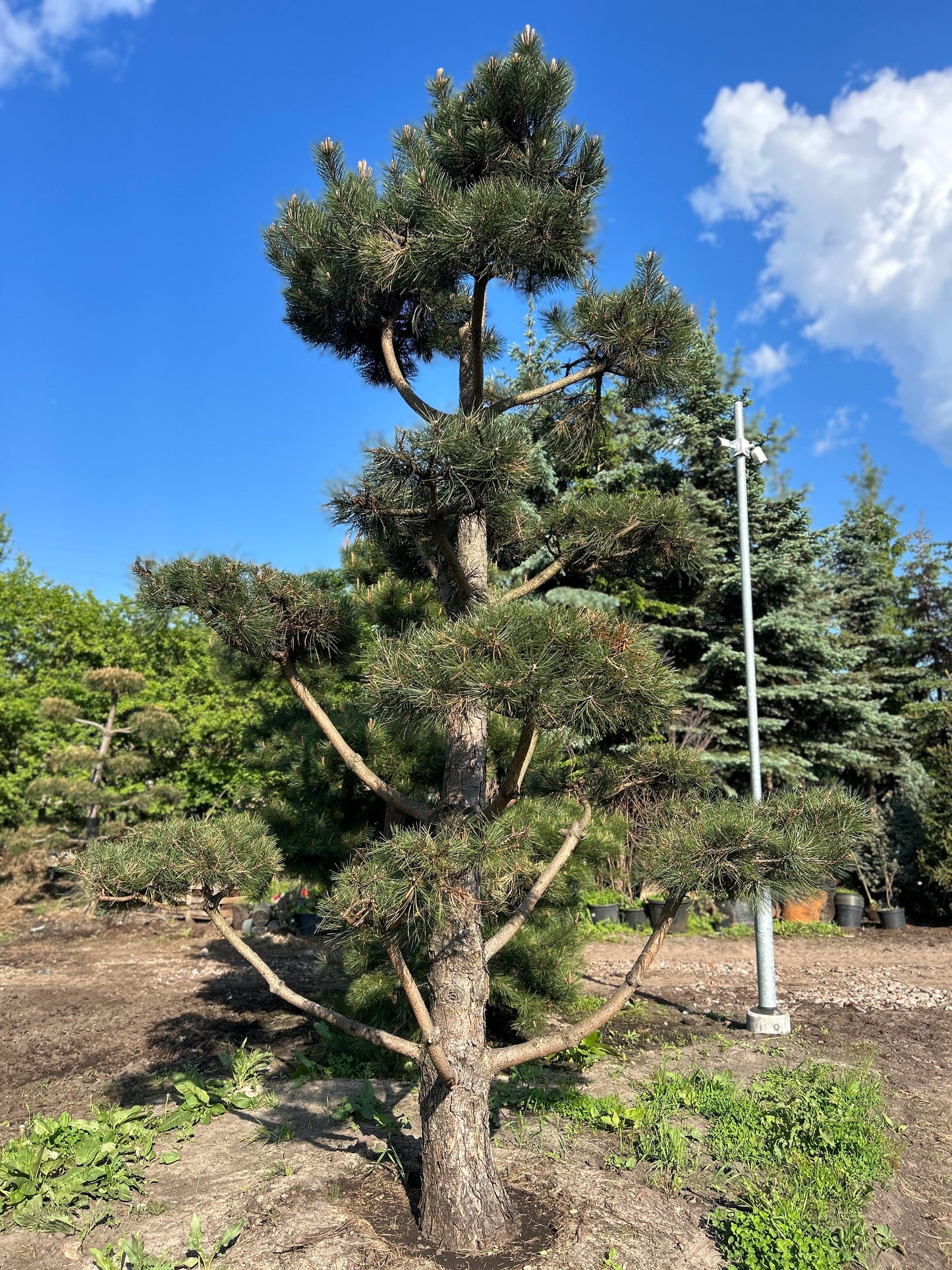 Pinus Nigra Bonsai-Niwaki 3.5x2.2m