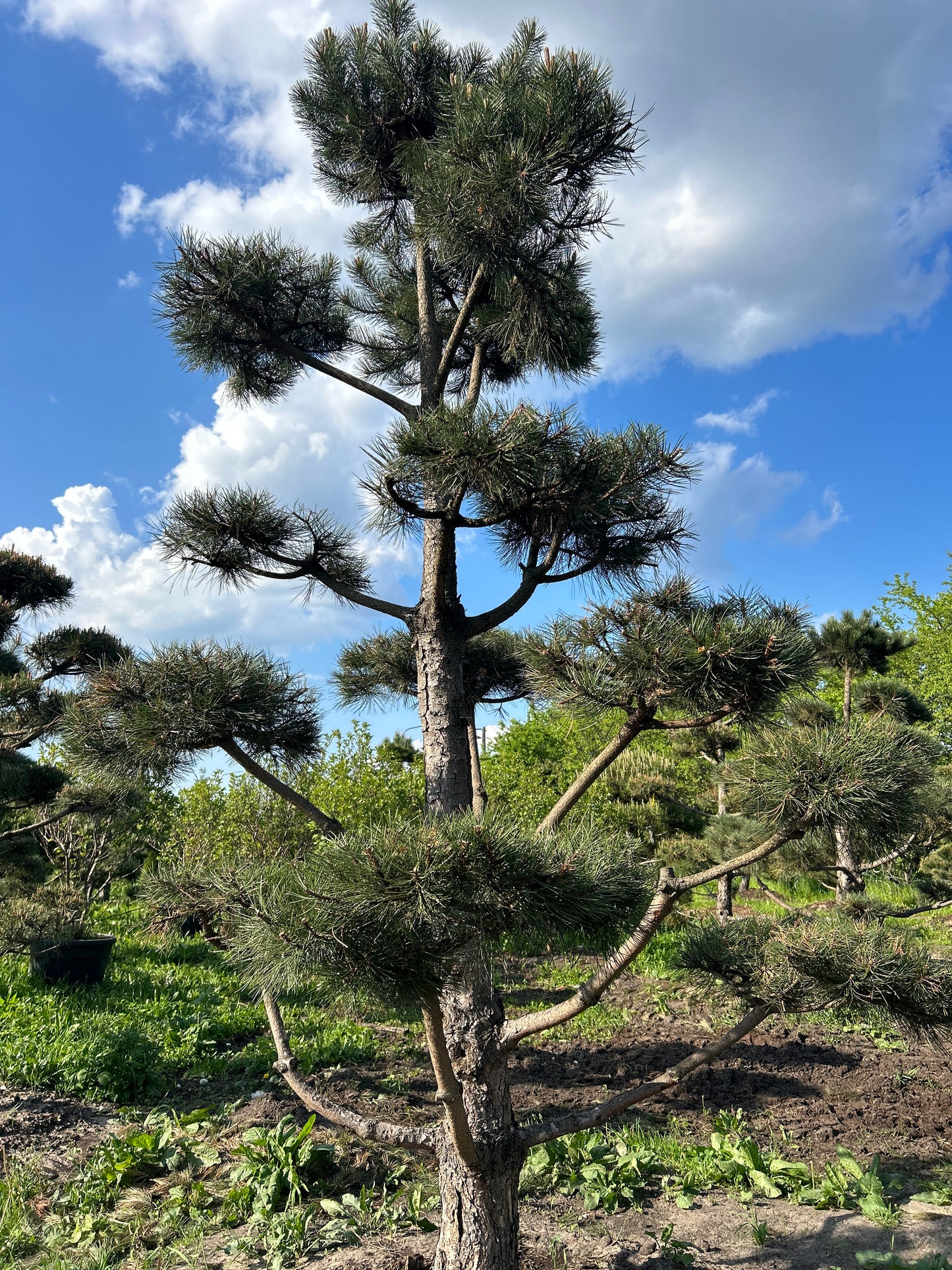 Pinus Nigra Bonsai-Niwaki 3.5x2.2m