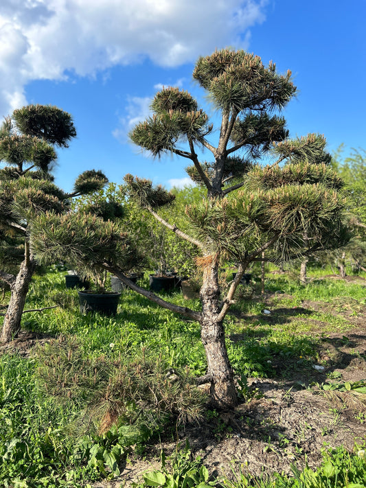 Pinus Nigra Bonsai-Niwaki 2.7x2.4m
