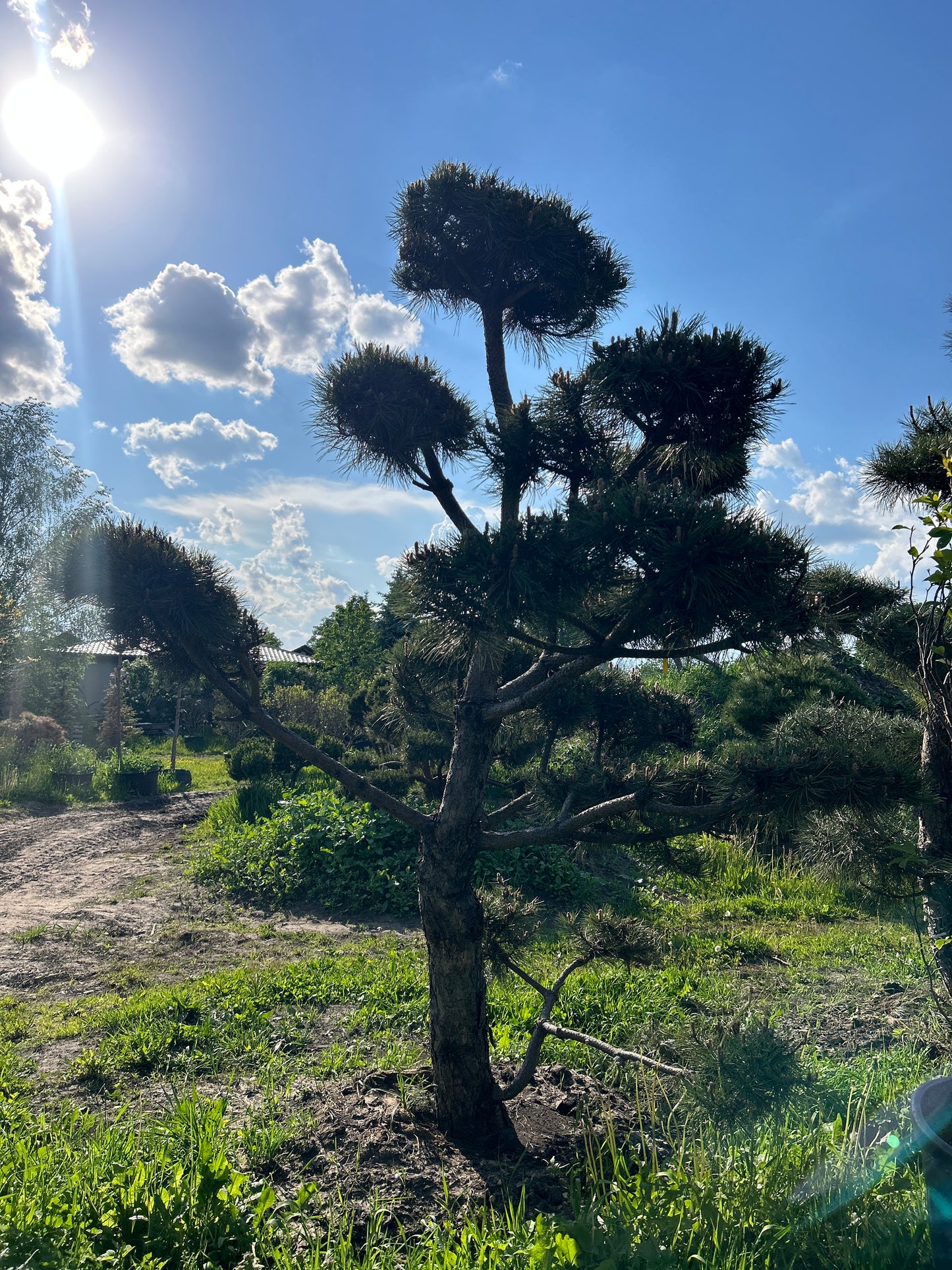 Pinus Nigra Bonsai-Niwaki 2.5x2m