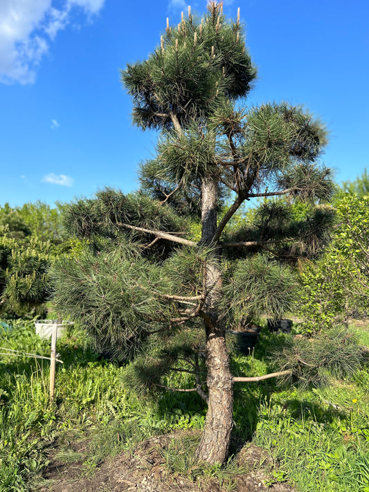 Pinus Nigra Bonsai-Niwaki 3x2m