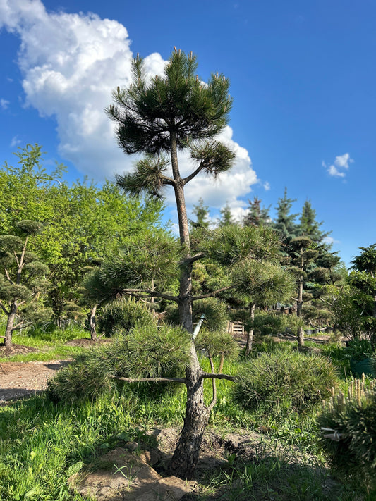Pinus Nigra Bonsai-Niwaki 3.2x2.1