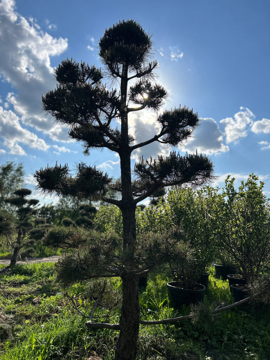 Pinus Nigra Bonsai-Niwaki 3.5x2m
