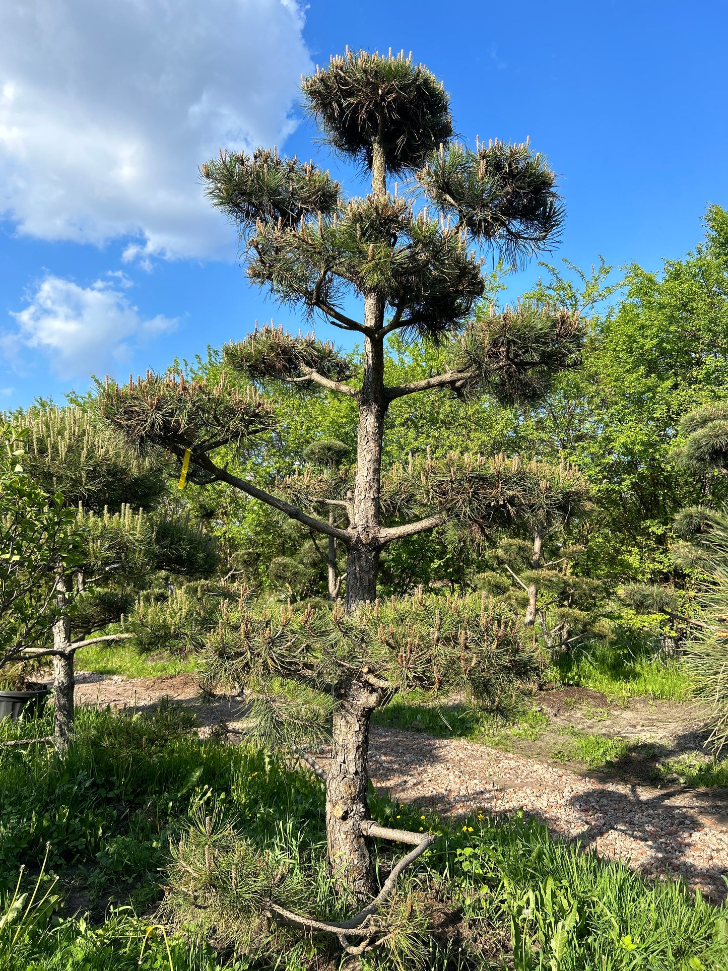 Pinus Nigra Bonsai-Niwaki 3.5x2m