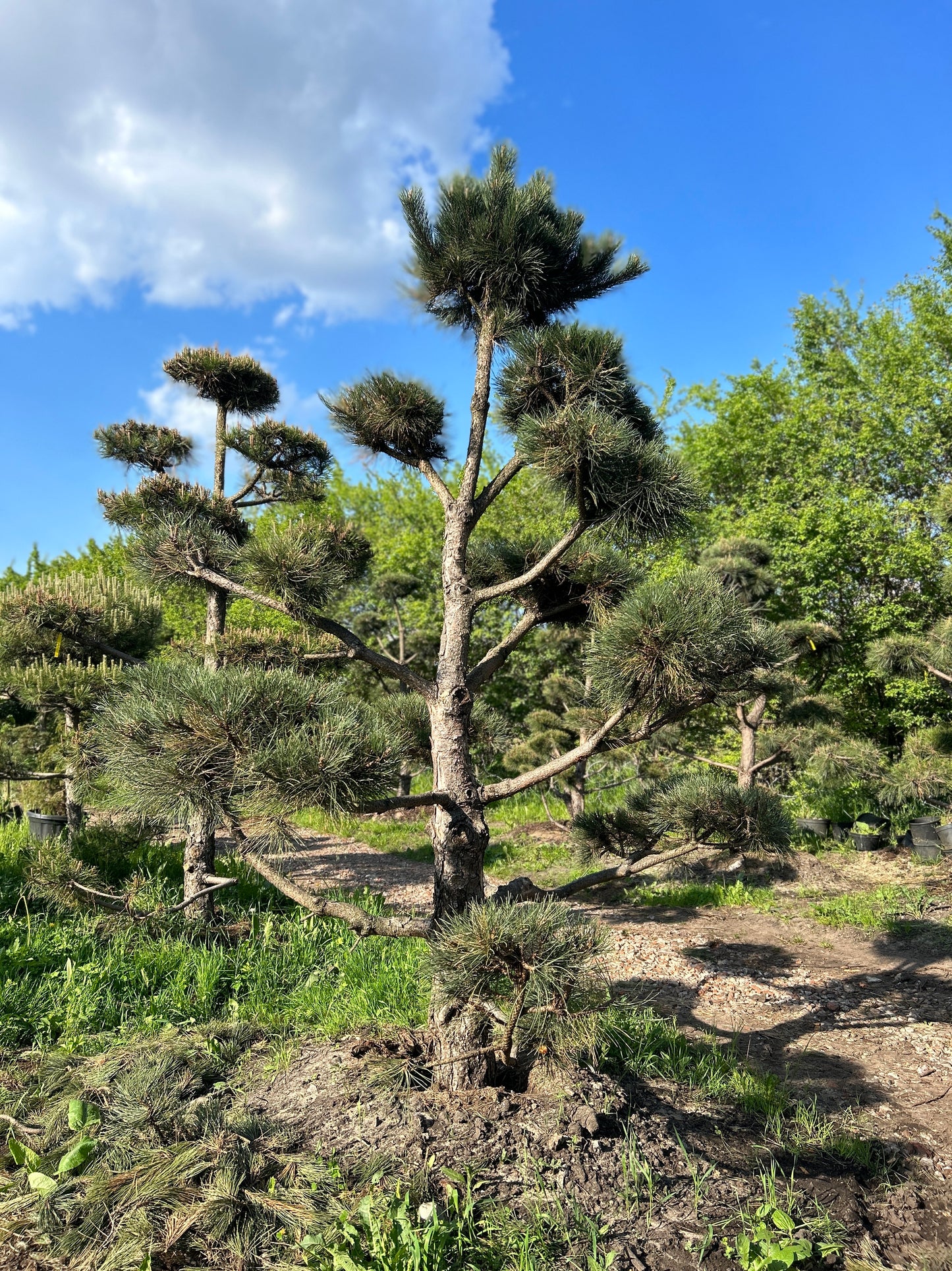 Pinus Nigra Bonsai-Niwaki 3.5x2.4m