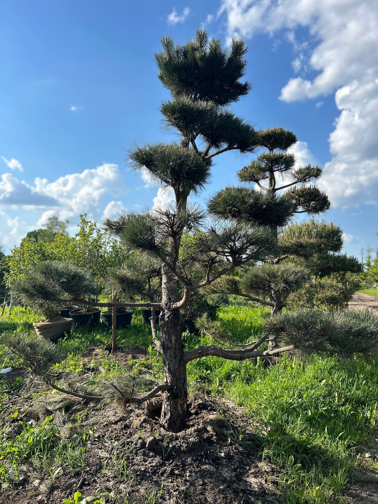 Pinus Nigra Bonsai-Niwaki 3.5x2.4m