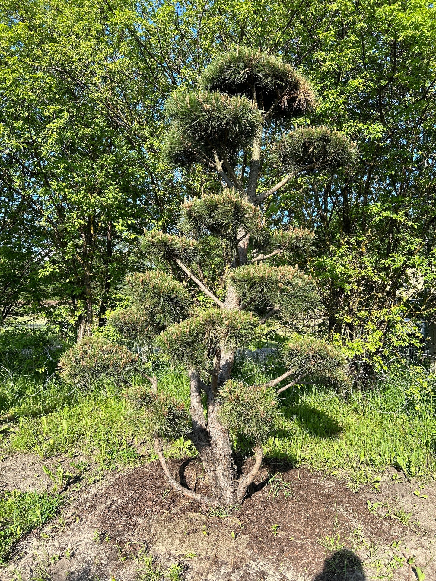 Pinus Nigra Bonsai-Niwaki 2.5x2m