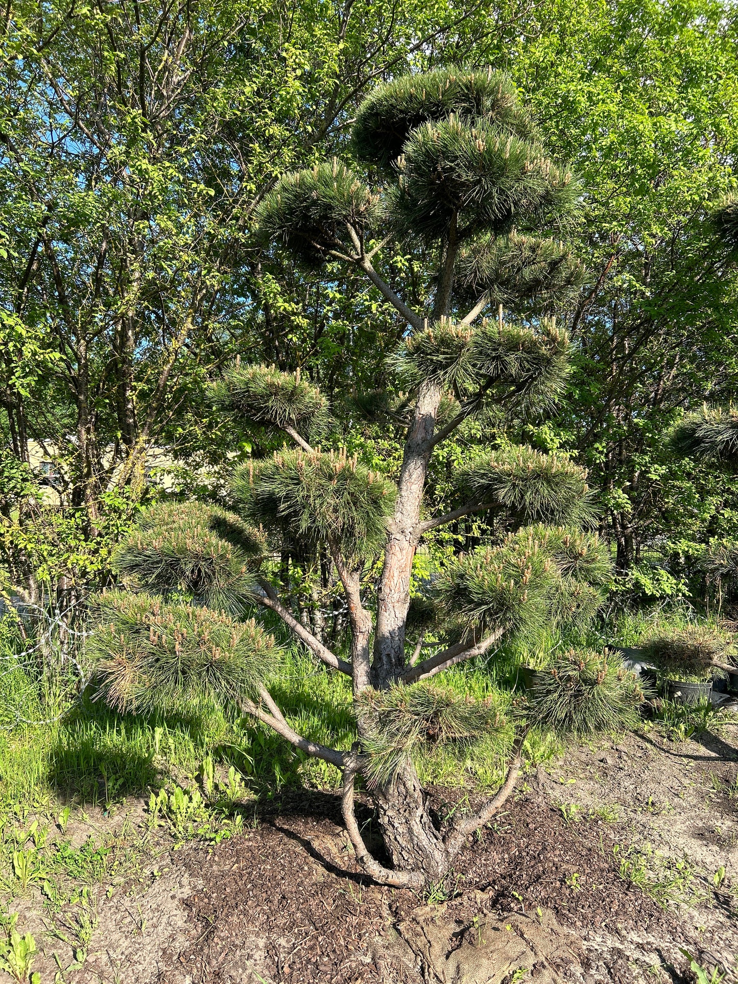 Pinus Nigra Bonsai-Niwaki 2.5x2m