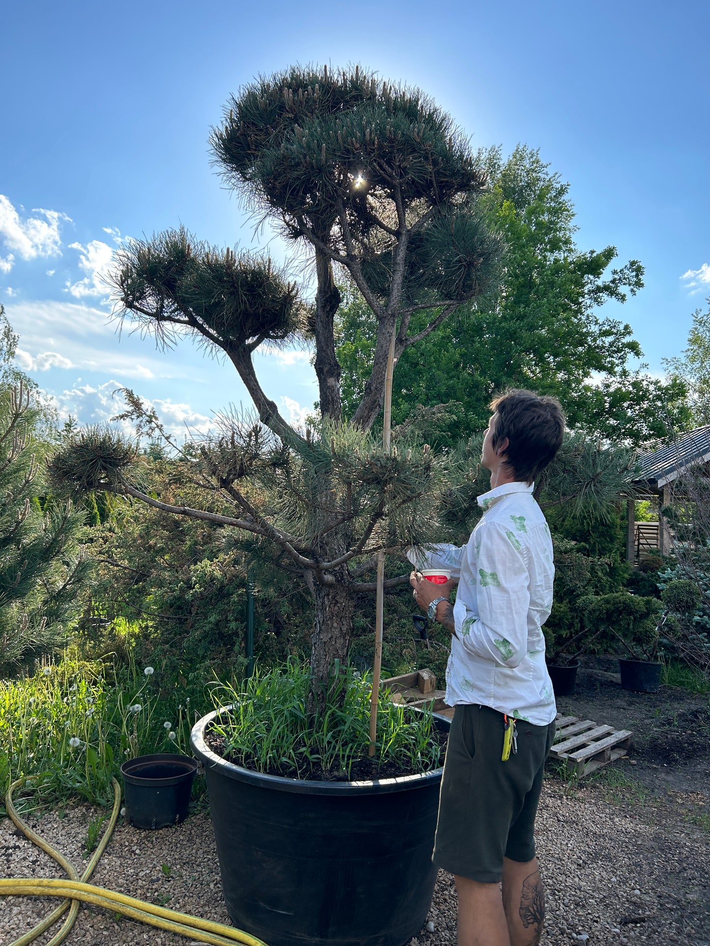 Pinus Nigra Bonsai-Niwaki 2.3x2m