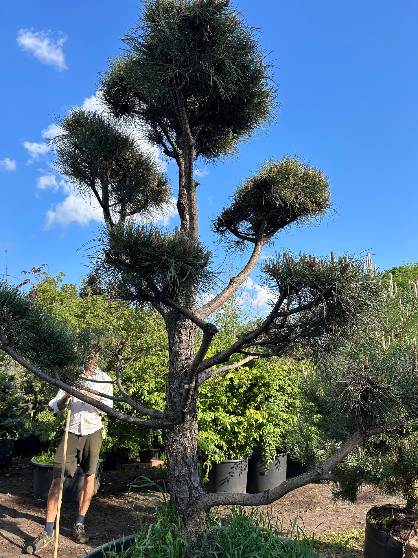 Pinus Nigra Bonsai-Niwaki 2.3x2m