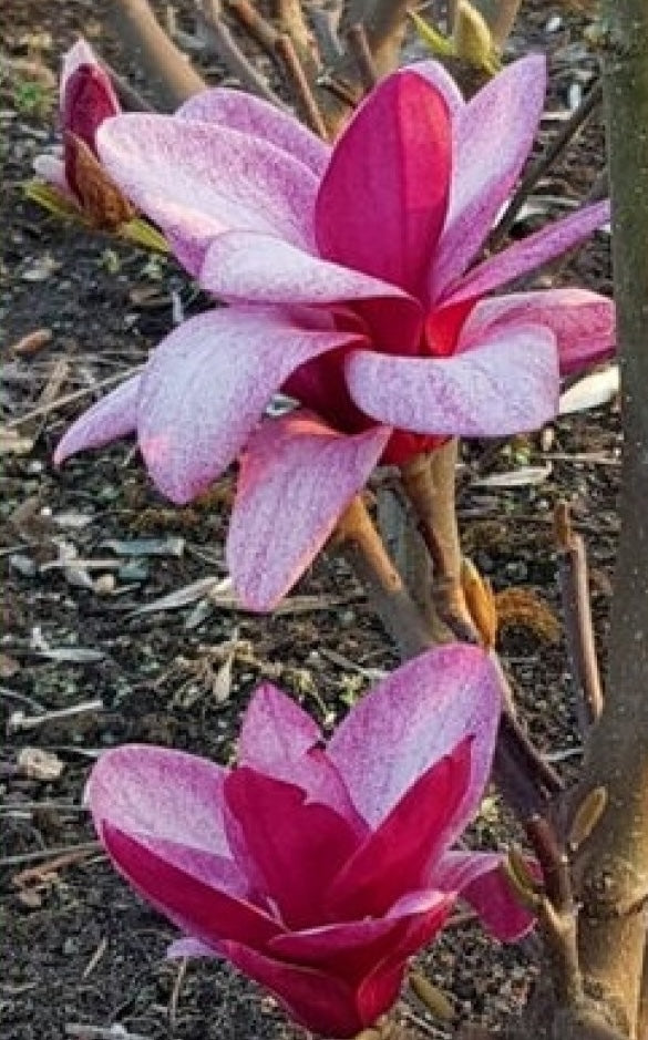 Magnolia 'Starburst'