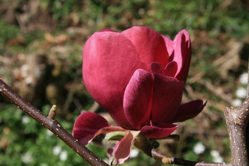 Magnolija 'Antje Zandee'