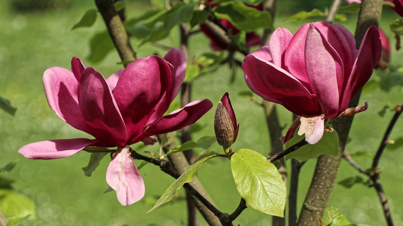 Magnolija 'Antje Zandee'